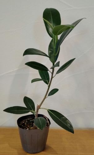 観葉植物 フランスゴムの木」の人気商品一覧 | 安い商品を通販サイト