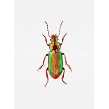 ArtDirect Carabidae ground beetle or Harpalus distinguendus Unframed Art Print Giclee Poster by Kata Botanical - Customization Sizes 7x10, 10x14, 15x20, 24x33, 35x48, and 44x60 Inches