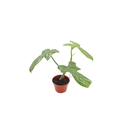 Philodendron Bipennifolium - 4" from California Tropicals