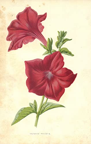 Poster Pétunia cramoisi de Frederick Hulme pour la déco du salon 60x90cm