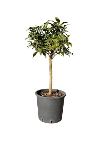 ✂️FORMATO VASO 20 CM: Pianta ben sviluppata alta 80 cm, pronta per l'inserimento in spazi esterni, con fioritura profumata da dicembre a marzo e facile da gestire