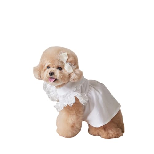 Diexgiy ƔL̂߂̃ybg̕ H/~ [X tCX[u fB[X hX efBxA (zCg,XL)