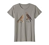 Ornithologie Greifvogel Rotmilan Schwarzmilan