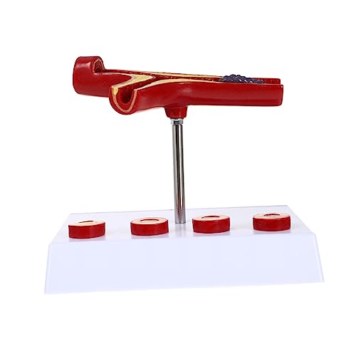 NAMOARLY Cardiovascular Model Human Blood Vessel Anatomical Display PVC Material School Educati