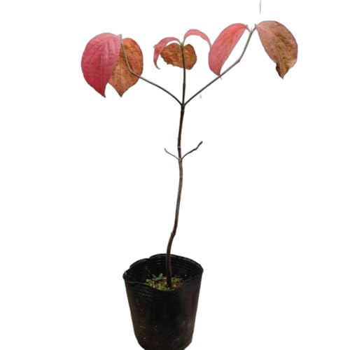 植木苗 ハナミズキの苗のサムネイル