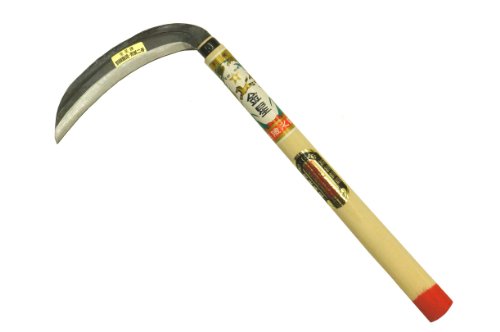 �L���{�V(Kinboshi) ���� ���� 165�~�� �� ���t 100005