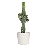 Altura de la planta (incluida la maceta): 59 cm