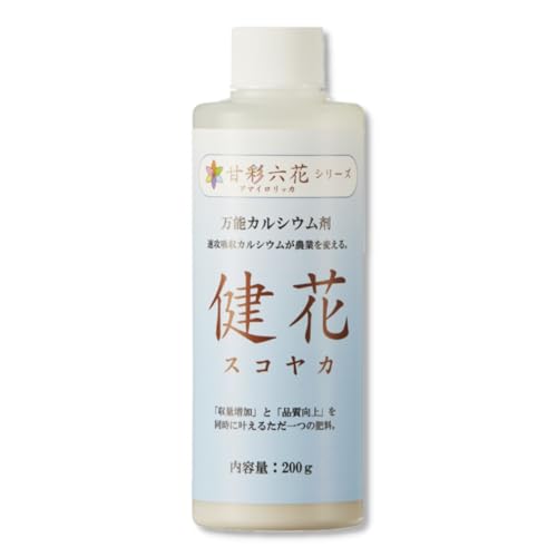 JVE t  t̔엿 XRJ 200g 1{ JVE z 엿 ʑ i { IWiJV[1 Zbg ÍʘZ