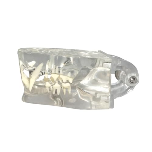 Modèle de dent de chat félin transparent pour expliquer les soins