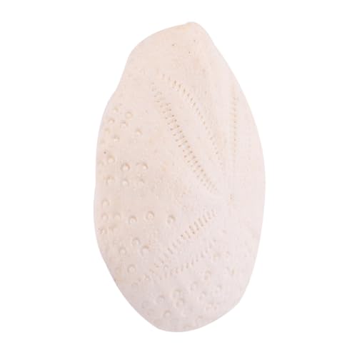 Conchas Naturales de Alta Calidad para Decoración del Hogar Elegante 6 Piezas 5