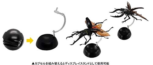 Amazon | くわがた ガチャ 全4種セット 【レア(ゼブラ