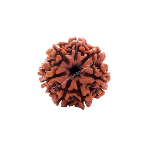 ARKAM Seven Mukhi Rudraksha Certified/Original Nepali 7 Mukhi Rudraksh/Natural 7 Faced Rudraksha (Brown) with Certificate and Puja Instructions