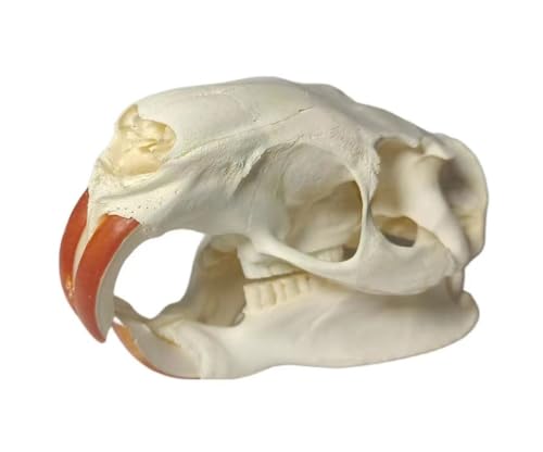 FgriD Taxidermy Real Animals Skulls, Real Bones Specimen, Taxidermy Supplies for Science Education, Christmas Gifts?Special Gift (Coypu)
