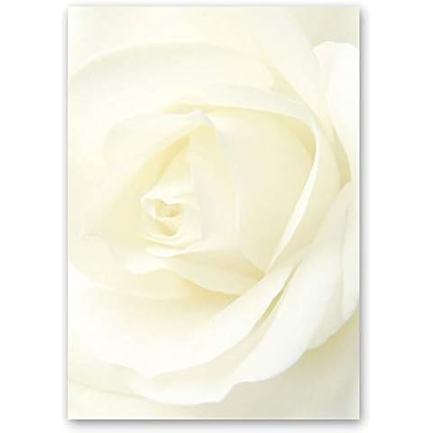 20 Sheets Motif Letter Paper! Flowers & Petals, Love & Wedding White Rose DIN A4 - Paper-Media Cover