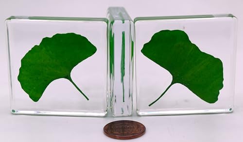 Image of 48mm Real Green Ginkgo Biloba Leaf in Crystal Clear Lucite Resin Specimen Dried Pressed Botanist Herb Herbarium Crafts Collection for Botany Science Education & Desk Ornament Display Supplies