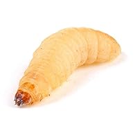 An extremely popular source of live food Popular with Reptiles and Birds Can be used as Fishing Bait Rarely refused