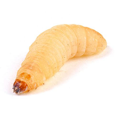Essex Reptile - Essex Reptile Livefood - Waxworm (15-25mm) - Eco Pack of 30 - Feeder Insects for Reptiles and Birds - Biodegradeable Packaging - Letterboxable