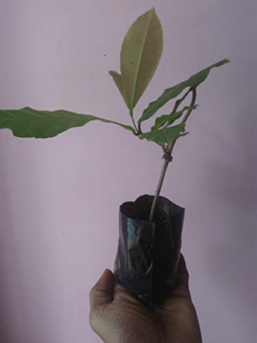 Petrea Volubilis Sandpaper Vine Nilmoni By Greeen Earth,plant