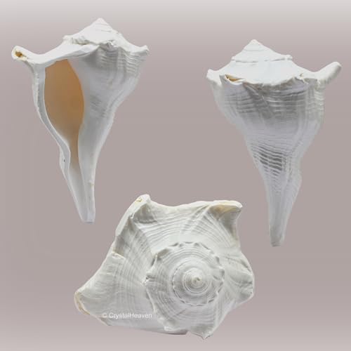 Image of Crystal Heaven Dakshinavarti Shankh Original - 4 to 5 inch inches Large Dakhinabarti Sankha for Puja Original Conch Shell - Natural Dakshinmukhi Shankh for Pooja, Meditation and Gifts
