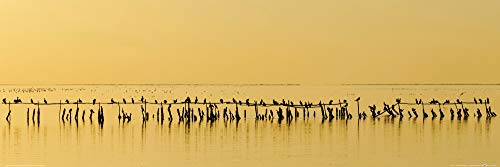 1art1 Oiseaux Poster Cormorans Au Crépuscule Affiche Reproduction 91x30 cm