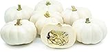 David's Garden Seeds Pumpkin Mini Casperita 3976 (White) 25 Non-GMO, Hybrid Seeds