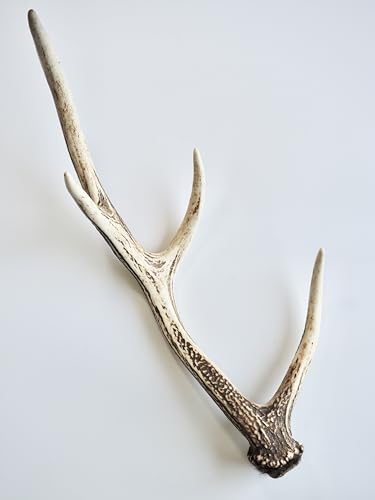 yLk̖≮zG]WJ ̊pykCY S50O -܂-z  p ^nK[