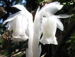New Fresh 60pcs Monotropa Uniflora Flower Seeds
