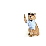 Collar GPS para gatos, GPS para perros con seguimiento de ubicación en tiempo real, mini rastreador de gatos, rastreo de perros sin suscripción, compatible con iOS/Android, larga duración, se puede