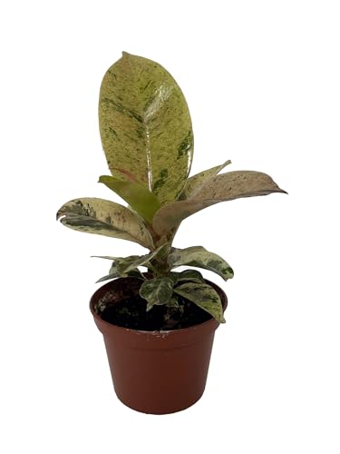 Rare Elastica 'shivereana' Ficus - Moonshine Rubber Tree - 2.5' Pot