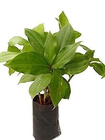 Guruji Plantation Costus Igneus Insulin Live Medicinal Plant Garden Rare igneus Ayurvedic Medicine Plant With Pot