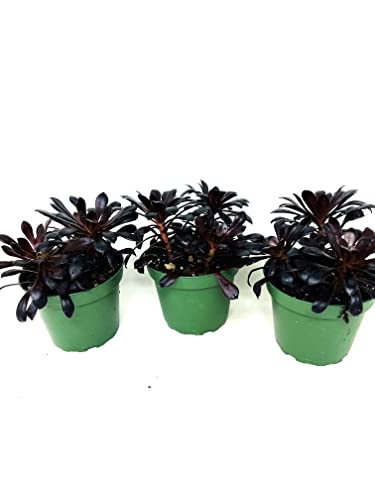 Jm Bamboo Black Rose Aeonium Plants 3 Pack 3In Pots-Live Succulent #TOP1