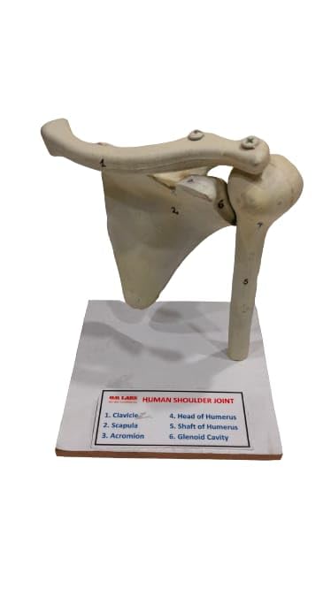 Human Shoulder Joint Model Brand OM Labs-image-29