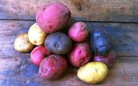 Potatoes (Seed Potatoes, Organic Mix)
