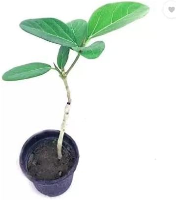 GREENGROW Banyan/Banian/Epiphyte/Urostigma Bargad Live Plant