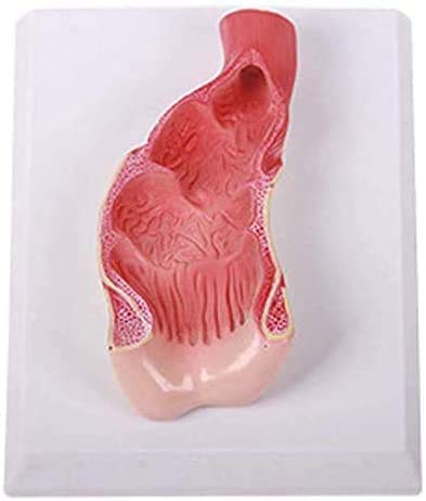 Modelo del Canal Anal y Recto - Médico Recto Modelo - El Modelo Educativo practicante del Canal Anal y Recto - el Apoyo a la formación médica, Equipos de Laboratorio