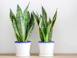 Snake plant indoor live plant (pack of 2) (B0CNGR8QW8) Amazon Price History, Amazon Price Tracker