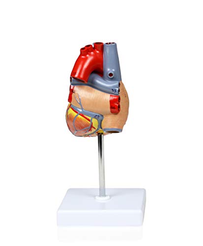 Image of Parco Scientific PB00068 Human Heart Model, Life Size, 2-Parts