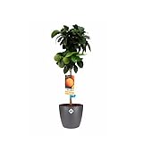 Tamaño de la olla Ø: 22 cm Planta de fruta de Botanicly – Árbol de Naranja – Altura: 100 cm – Citrus Sinensis