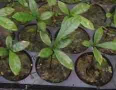 Miracle Fruit (Synsepalum Dulcificum) Seedling - Turns Sour to Sweet by Ethans Garden