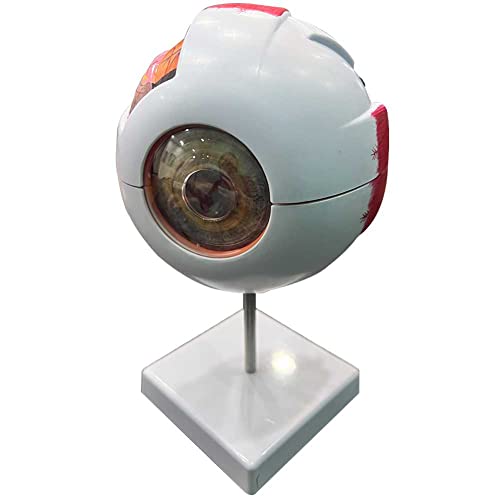 Globe oculaire à agrandissement 6 fois pour comprendre l'anatomie oculaire sans microscope