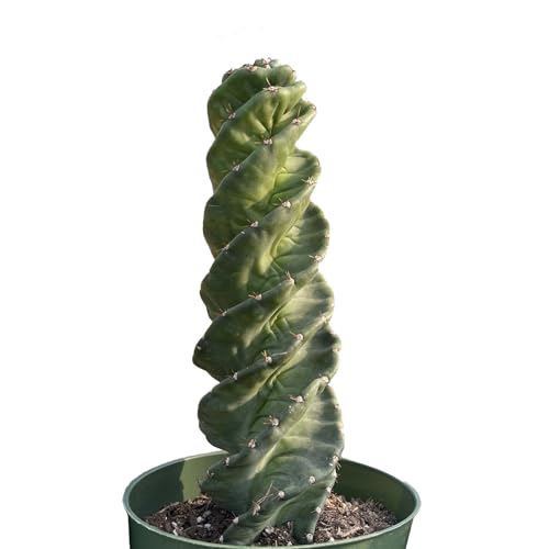 Spiral Cactus - Cereus Validus Spiralis – 8-10 inches Height, Rare Cactus Plant, Live Twisting Succulent, Fast-Growing & Drought-Tolerant – Exotic Statement Plant for Home & Garden