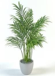 Live Rare Areca Palm Indoor Air Purifying Plant 45-50cm with pot | Low Maintenance, Air Purifying, Large Size, Indoor Plant-image-23