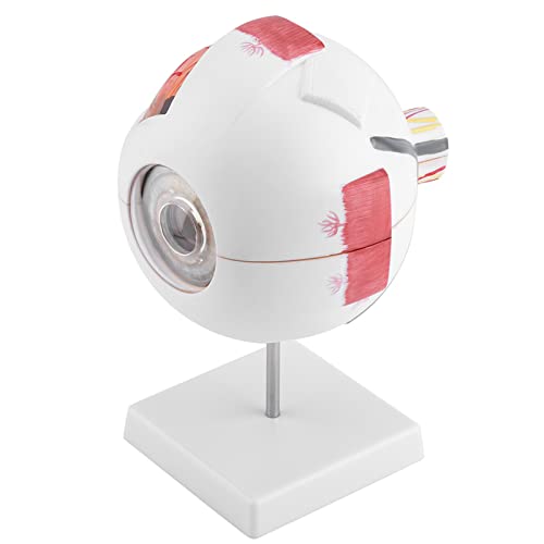 Eyeball Anatomy Model, Eyeball Model, Consisting of Three Removable Eye Walls Clearly 6X Magnification for Hospital Anatomy Study Teaching