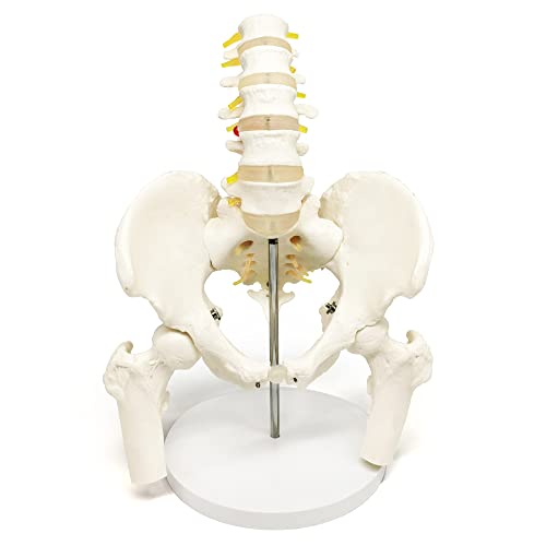 Image of EVOTECH SCIENTIFIC Male Pelvis Model with 5 Lumbar Spine, W /Removable Femur Head, Life Size Anatomy Medical Model for Science Education, Medical Demonstration Tool