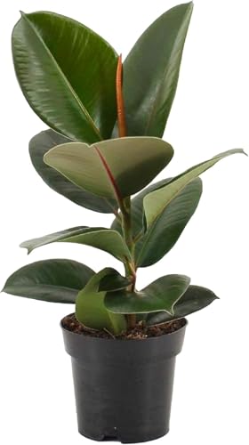 Fiscus Robusta - Rubber Plant - British Grown