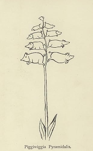 Affiche toile Edward Lear Piggiwiggia Pyramidalis pour habiller un grand mur vide 60x90