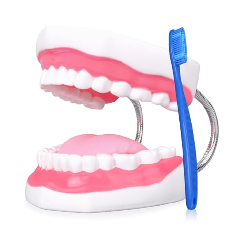 Ultrassist Ultrassist Mouth Model Metal Hinge for Speech Therapy, Ideal Brushing Teaching Dental Teeth Model for Kids and Children, 6 Times Enlarge, Includes Toothbrush