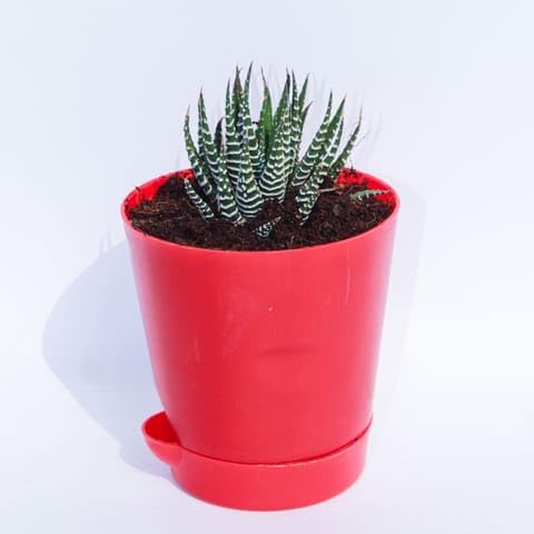 Best Nursery Haworthia Zebrina Succulent in 4 Inch Plant Red Florence Self Watering Pot-image-9
