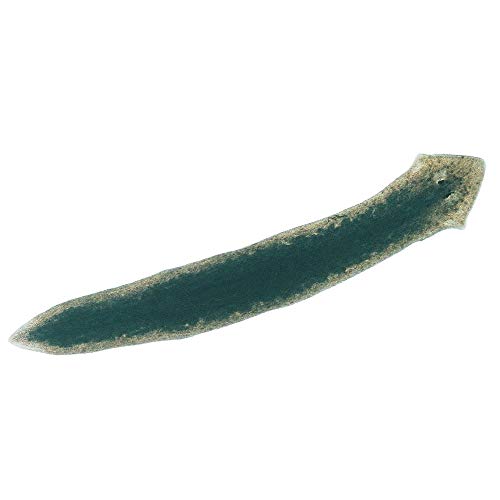 Carolina Planaria, Living – Regenerative Flatworms For Biological Study | Ideal For Regeneration And Behavior Labs | Great For Hands-On Classroom Use