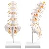 QWORK® Modello anatomico della colonna vertebrale con osso sacro aperto - 1:1 grandezza naturale